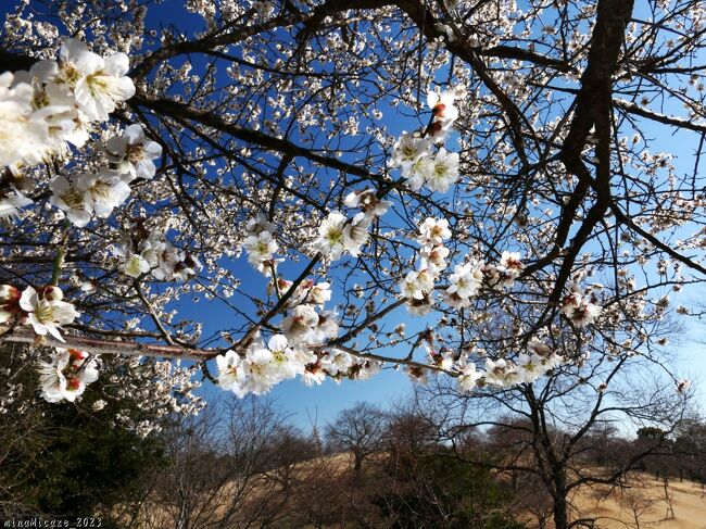 「伊勢崎市みらい公園」の春の花_2023_ウメとマンサクは見頃、河津桜はチラホラ、でした（伊勢崎市）