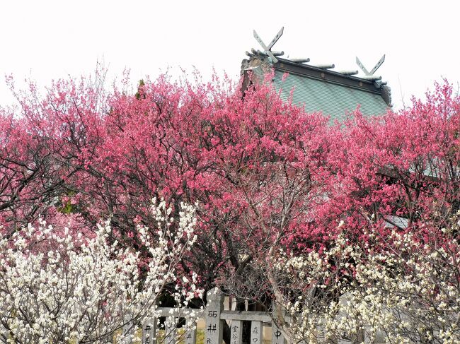 明石市の御厨神社には境内に約３００本の梅の木があり、見頃となっていたので行ってきました。<br />境内は梅の甘い香りに包まれ、コロナ禍で２年ほど出掛けるのを控えていた人もいたと思われるが、今日は大勢の人がほぼ満開となった梅を楽しんでいた。