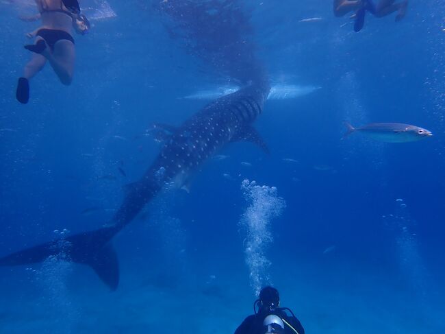 タイです。<br />モアルボアルで頼んだオスロブのジンベイザメと泳げるツアーに行って来ました。<br />大体5000円ぐらいのツアーでした。