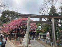 荏原神社の寒緋桜