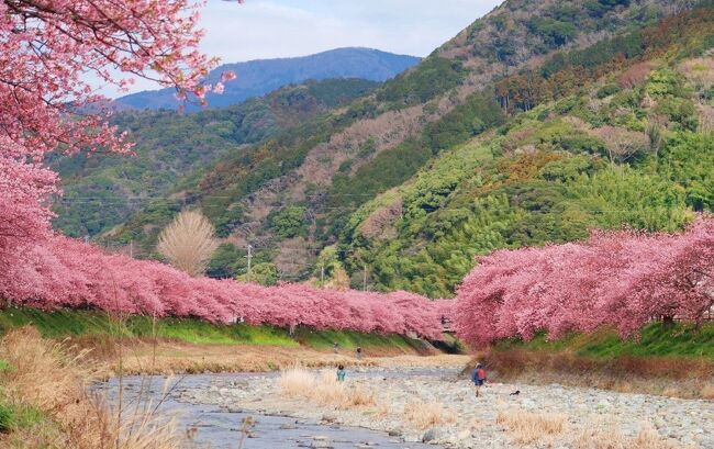 見に行きたいとずっと思いながら、タイミングが合わず行く機会がなかった伊豆の河津桜。<br />１週間前までは2分～４分咲きとなかなか見頃にならないでいましたが一気に満開まで進み、良い時期に訪れることができました。<br /><br />そしてもう一つの春の花、一面の菜の花も♪<br /><br />伊豆は海の幸が新鮮で、旅行中に食べた和食、洋食ともすべて美味しくて、“花”も “団子”も両方堪能できました♪<br /><br />