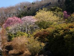 「あしかがフラワーパーク」のウメ_2023_南の山の斜面に、紅梅、白梅、蝋梅が見頃でした（足利市）