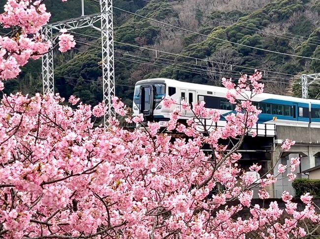 2月25日伊豆河津へ満開の河津桜を見に行って来ました。<br /><br />ちょうど満開に近い感じで、とても綺麗に咲いていました。。<br />花芯は赤くなっていなかったので、まだ元気に咲いていそうです♪<br />河津の桜まつりも、当初は２月28日で終了予定だったようですが、３月５日まで延長されました。<br />今週末に行かれる方へ開花状況が少しでも参考になればと思い、長崎の旅行記より先に投稿させて頂きました。。<br /><br />拙い旅行記ですが、最後までお付き合い頂けると嬉しいです。。