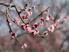 母と娘の休日～梅咲く舞鶴公園・福岡城址を花見しました!