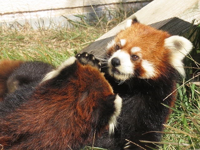  GoTo利用で遠征4・5【福知山市動物園　2020/10/31～11/1】