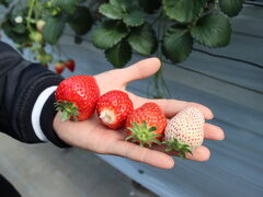 いちごの里でいちご狩りデラックスを堪能