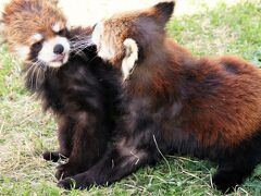 春のレッサーパンダ遠征～名古屋・福知山・鯖江廻り（６）福知山動物園：一足早くオールスター！～レッサーパンダ父子に母も加わり終日大暴れの令明