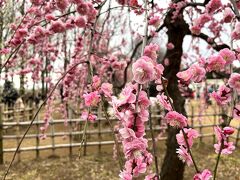 羽根木公園　満開の梅の花