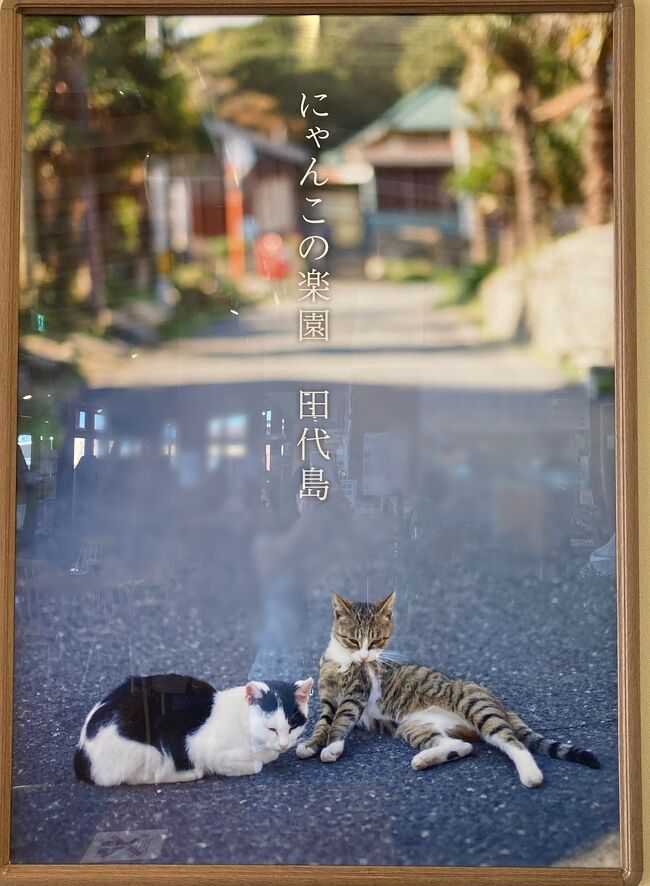 4トラ kayoさんの猫島旅行記を拝見してふと(?)思い出しました!<br />私たちも行ったじゃない?田代島!<br />とても素敵な島で2021年と2022年の2年続けて訪れました。2021年の時はジャパンレールパス日本横断旅行記を途中で放り出してしまっていたので、宮城の分までたどり着いていませんでした。<br />途中の大阪、東京での滞在分はブッ飛ばして、宮城県田代島の貴重な経験の方を先に書き残しておきたいと思います。<br /><br />2021年JRパス旅では愛媛県の青島や、香川県の佐柳島も訪れました。楽しい反面、島猫さん達の厳しい生活を目の当たりにしたりして…少し悲しい気持ちになった事もありました。<br /><br />https://4travel.jp/travelogue/11710430<br /><br />https://4travel.jp/travelogue/11723607<br /><br />尾道ではノンビリ寛ぐ猫さん達にも会えたし、当初の予定に入れていた東北「田代島」は止めて、平泉に変更しようと考えました。<br />猫島は今回はもういいかな~っと。<br /><br />ところが大阪の電車の中で目に飛び込んできた一枚のポスター。<br />『東北へ行こう』的な交通広告でした。<br />表紙に選んだ写真(これは石巻市で撮ったものですが)と同じようなポスターでした。<br /><br />「にゃんこの楽園 田代島」<br /><br />う~ん。こう来たか。これを見たからには、もう行かない選択はないかな σ(^_^;)<br /><br />猫の写真ばかりになりますが、よろしければ お付き合いくださいませ