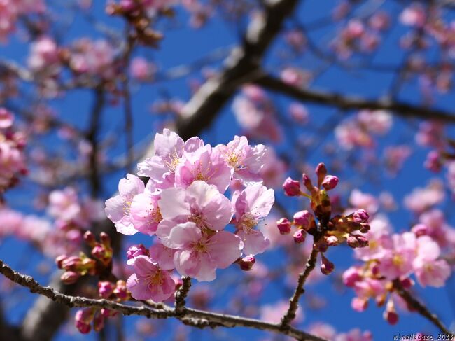 熊谷市の「道の駅めぬま」へ、吟子桜（河津桜）を見に行きました。熊谷市の妻沼地域では、荻野吟子の誕生日（３月３日）頃に見頃になる河津桜を、「吟子桜」と呼んでいます。<br /><br />以前は「道の駅めぬま」の「荻野吟子像」の周りを囲むように「吟子桜」があったのですが、農産物直売所の新築移転に伴って伐採されたようです。今は、バラ園の入口横に１本だけ残っていて、この日には綺麗に咲き始めていました。<br /><br />「荻野吟子 生誕の地」は、現在の熊谷市俵瀬（旧・大里郡妻沼町大字俵瀬）で、「荻野吟子記念館」という資料館があり、そこには「吟子桜」が２本あります。そのサクラも同じように咲き始めていました。