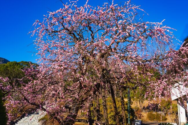 　おんせん県別府の南立石公園で梅が見頃を迎えています。<br />　南立石公園には約100本の梅がありますが、特に樹齢40数年の美しい枝垂れ梅が有名です。<br />　なお、今年は寒波の影響で10日ほど開花が遅れているそうです。