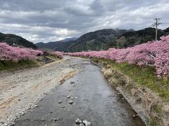 河津桜を観に行く