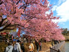 2食付き！東京湾フェリーと2つの半島を彩る花めぐり！千倉の花畑＆三浦海岸河津桜　海産物詰め放題