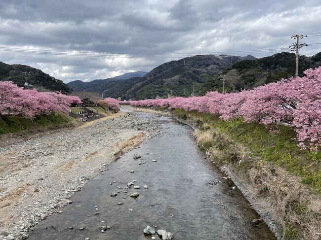 毎年行きたいと思っていた河津桜、ようやく行くとこが出来ました。丁度見頃を迎えた時に行く事が出来て、花見を楽しむ事が出来ました。