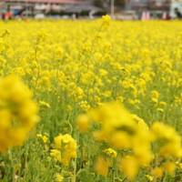 一足早い春を探して♪ 伊豆の河津桜と菜の花②