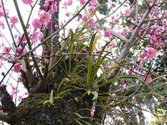 滋賀 石山寺の梅は３分咲き、寿長生の郷は蕾固しで残念でした