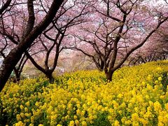 団塊夫婦の桜巡りの旅・2023ー早咲きの神奈川県松田町の河津桜へ