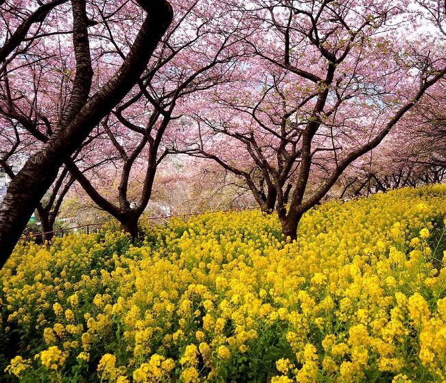 2月末に白馬岩岳で今年二度目のスキーを楽しんだ時、宿のテレビで神奈川県松田町の河津桜が見頃を迎えていることを知り、帰宅途中に立ち寄ることも考えたが、車でのアクセスに時間がかかりそうなので断念。しかし、帰宅した後もあきらめきれず、翌日の早朝電車で松田町まで出かけることに。前日までは快晴の天気だったのに、この日は朝から薄曇りの天気で、青空の下での桜見物とはならなかったのは残念だったが、河津桜だけでなく、菜の花もちょうど満開で、ピンクと黄色のコラボも堪能することが出来た（表紙写真）。