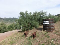 コロナ禍の海外旅行：サルデーニャ旅行の思い出④「カンティーナ突撃」