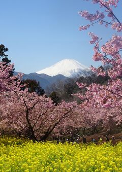 まつだ桜まつり 　河津桜と菜の花と富士山　2023年