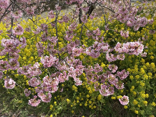 <br />規模は小さいのですが、市川市の野鳥観察舎付近にも、河津桜と菜の花のきれいな所があります。そろそろ見頃だろうと、ぽかぽか陽気に誘われて、友だちと4人で訪れました。<br />その前に住宅街の中の一軒家レストランでランチしました。