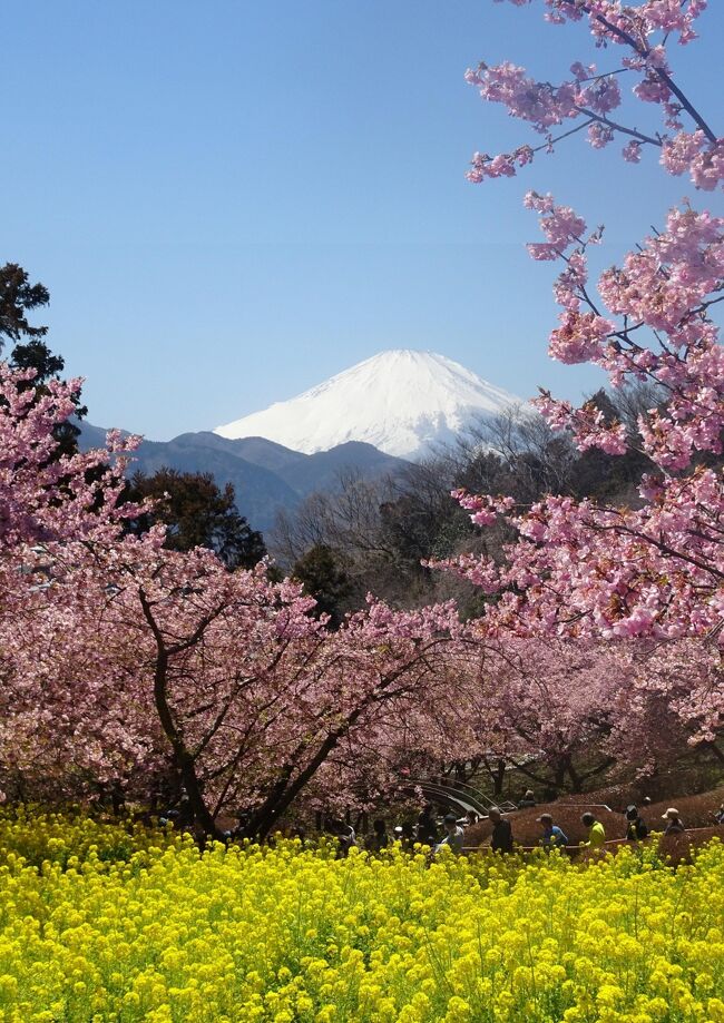神奈川県松田の西平畑公園に咲く、河津桜が満開で、連日テレビなどで放映されている。昨年に続いて訪れた。(2月28日）<br />河津桜と菜の花のコラボが素晴らしく、富士山とのコラボも期待したい。松田山ハーブガーデンのある松田山の斜面に、約３６０本の河津桜が濃いピンク色の花を咲かせる。同時に、斜面には菜の花も見事な黄色の絨毯を敷いて、濃いピンクの桜との競演は素晴らしい。また、快晴の元富士山がくっきりと見えた。