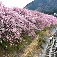 湯河原温泉と河津から松田の花見