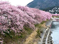 湯河原温泉と河津から松田の花見