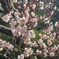 ☆ 水戸の梅を見に 偕楽園へ☆ 2023年3月 春旅 梅第1弾