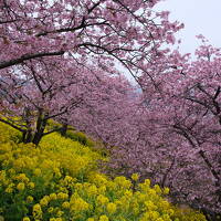 河津桜と伊豆グルメ(その1)