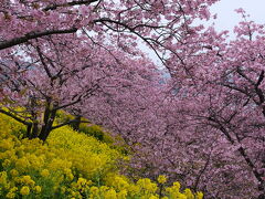 河津桜と伊豆グルメ(その1)