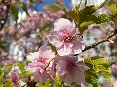 春の東京をぶらぶら ３月