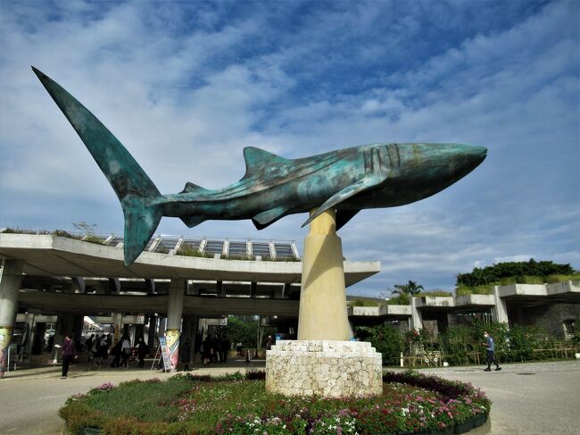 ツアー４日目は２度目の「海洋博公園」です。<br />２年前の沖縄一周５日間のツアーでも「美ら海水族館」は訪れているのですが、その時は駐車場の往復も含めて１時間しか時間がなく大水槽「黒潮の海」を見るのが精一杯の駆け足訪問でした。<br /><br />今回の６泊７日のツアーでは３時間あったので、前回全く行く事の出来なかった「マナティー館」「ウミガメ館」「熱帯ドリームセンター」「オキちゃん劇場」のイルカショーにも行くことが出来ました。<br />でも、まだまだ行けてない所が沢山ある広大な公園です。<br /><br />【４日目　2022/11/16（水）】晴れ<br />ナゴパイナップルパーク<br />★沖縄海洋博公園<br />古宇利大橋<br />古宇利オーシャンタワー<br />ステーキハウス SAM’S マウイ<br />ドン・キホーテ国際通り店<br /><br />★がこの旅行記の範囲です。
