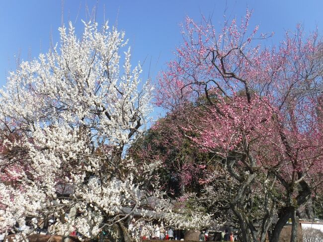 天気もよかったので、水戸偕楽園に行ってきました。<br />５年ぶりの偕楽園ですが、相変わらず梅がきれいに咲いていました。<br />当日は、平日だったので、空いているかなと思っていましたが人は多かったです。<br />本当は、旧水戸藩の藩校である弘道館も行きたかったのですが、花粉が多くて、これ以上の探索は無理でした。