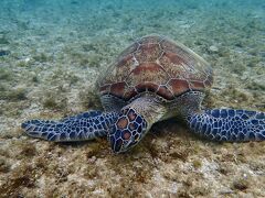 タイさんのフィリピンの旅40日目(2023/3/2) ネグロス島、アポ島のウミガメたち