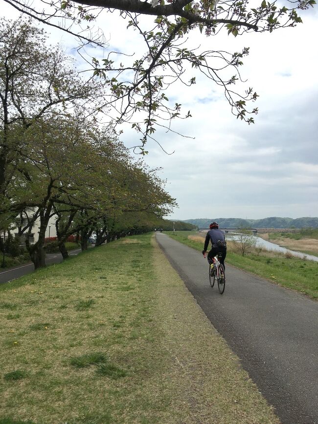 10数年前、多摩川沿岸のサイクリングコースの名前を公募したそうです。<br />それで付いた名前が「たまリバー50km」とのこと。実際は53kmあります。<br /><br />西多摩の羽村から大田区の羽田まで続くサイクリングロード 。<br />これを下流に向かって自転車で走ってみようかなぁと思いました。<br />53kmを一気に走破できるほどガチ勢ではないので、何回かに分けて。<br /><br />その初回として、羽村・福生あたりをサイクリングしてきました。<br />自転車は羽村の観光協会が貸し出している電動アシスト自転車を使用。<br />羽村はチューリップ祭りの最中で、会場の花畑が賑わっていました。<br />