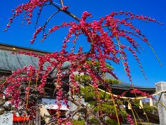 綱敷天満宮のしだれ梅　2023