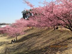 柏市の大堀川・松ヶ崎城跡・河津桜満開・2023年3月