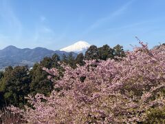 河津桜と富士山、菜の花の饗宴　2023年まつだ桜まつり 