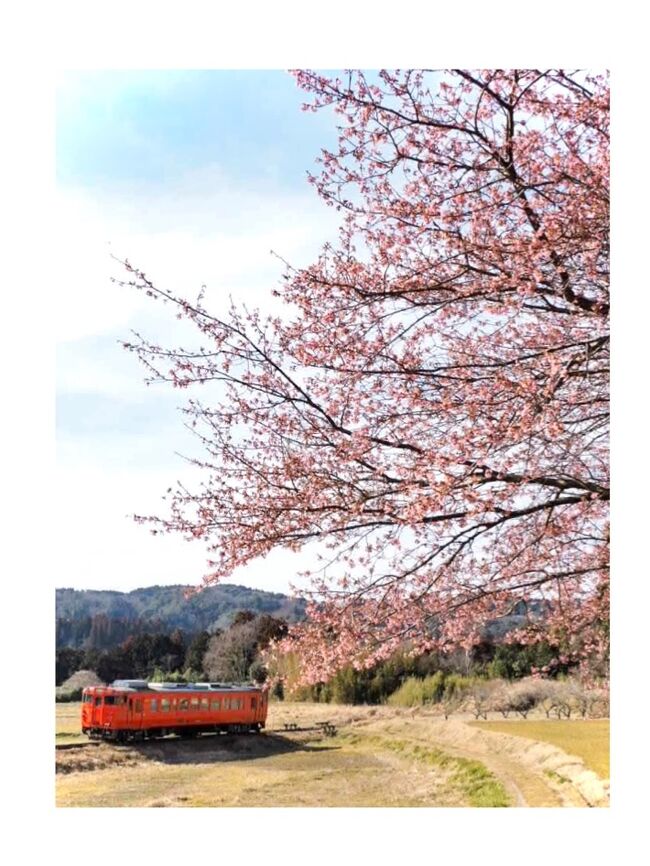 小湊鉄道でよく登場する石神の葉の花畑に行って来ました。