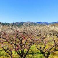 越生・梅と低山めぐり