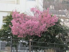 柏尾川のおかめ桜が…ー2023年春