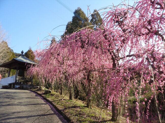 普光寺 臥龍梅 ＋ まもる窯初窯出し 2023