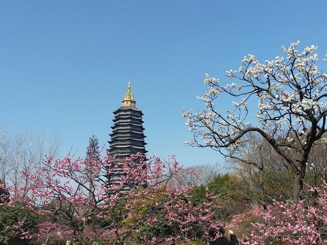 梅咲く常州日帰り旅No.１　高鉄乗って常州へ　紅梅公園でお花見　天寧禅寺の塔を眺める