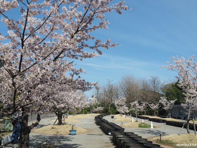3月に入り暖かい日が増えて、桜の開花予想も少し早まりそうな気配。<br />そんな中、大船フラワーセンター（大船植物園）では玉縄桜が見頃を迎えたとのことで出掛けました。<br />玉縄桜は、大船フラワーセンターでソメイヨシノの実生から育成されたオリジナル品種（平成２年に種苗登録）。早咲きで気温の低い時期に開花するので鑑賞期間が長いのが特徴（開花期は２月中旬～３月下旬）。<br />ゆったりとした空気の流れる園内では、玉縄桜と梅の花の饗宴を楽しむことが出来ました。