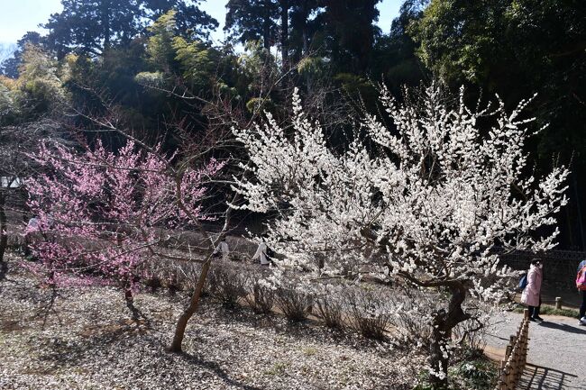 偕楽園は日本三名園の一つです。梅の名所でもあります。早咲きから遅咲きまで、紅梅と白梅、何百種類というような早春の風情を愛でてまいりました。見頃が短い桜と比べても、梅の花は奥床しいですね。<br /><br /><br /><br /><br />