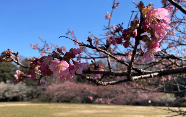 2023年春。3月になりました。<br />佐倉市は、2月下旬から梅が咲き始め、今、見頃です。河津桜も見ごろを迎えました。