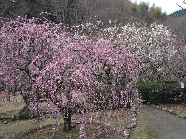 築上町の「綱島天満宮」の梅がちょっと残念だったので、二日後、梅見リベンジに萩ドライブに行きました。<br /><br />2年前に初訪問して、とても気に入った「萩往還梅林園」がお目当てです。梅開花期の萩は、河津桜、椿も楽しめるのでお勧めです。<br />