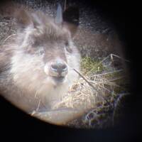 山梨で野生動物いっぱいの１泊ガイドツアー