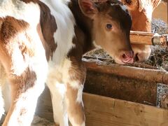 早春と赤ちゃんの埼玉こども動物自然公園2023（後編）夕日差す牛舎のペコちゃん親子～カピバラの大根の湯からZooミーティングのオスメストーク